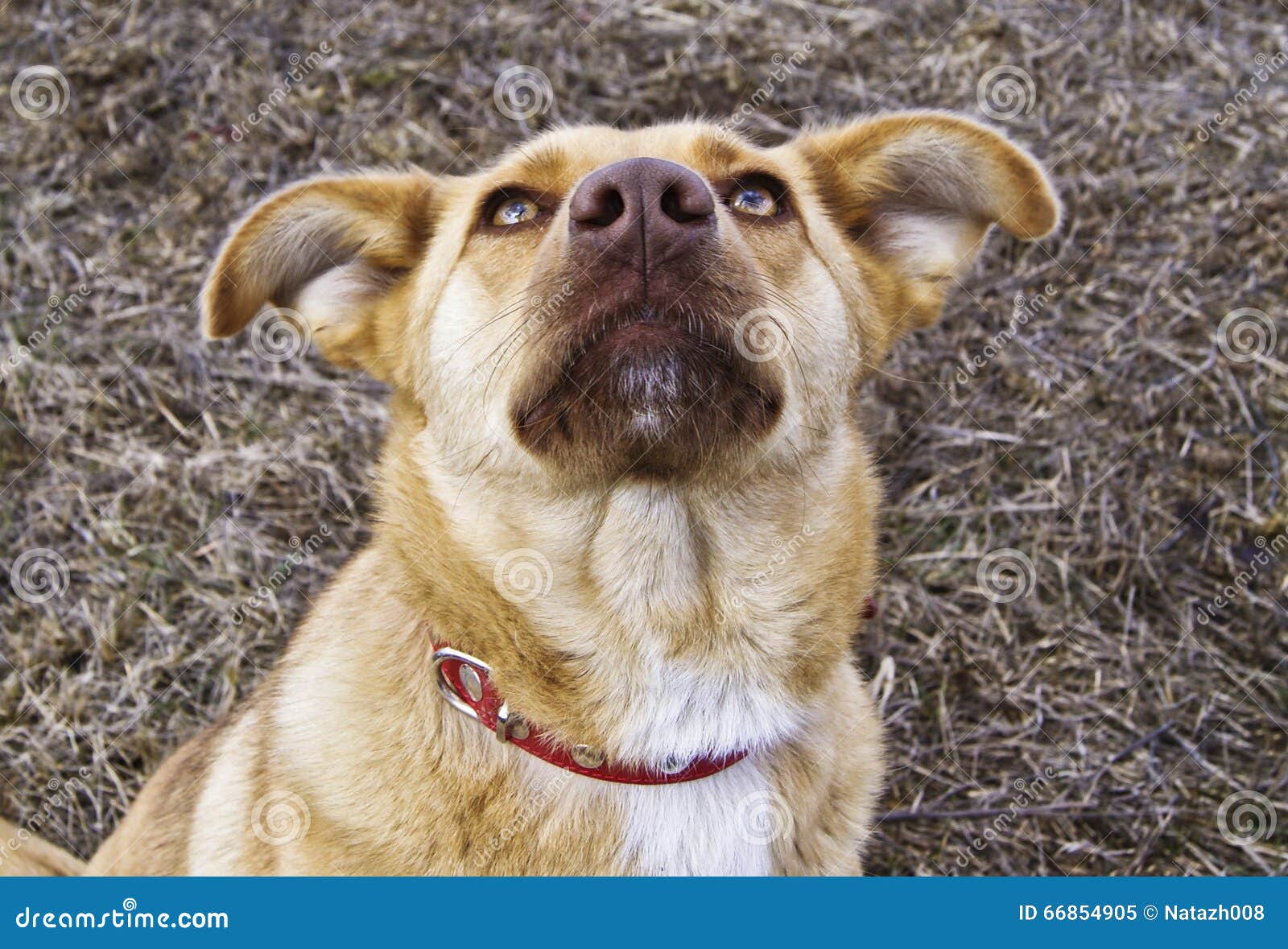 Yellow and White Dog with a Collar Stock Image Image of white
