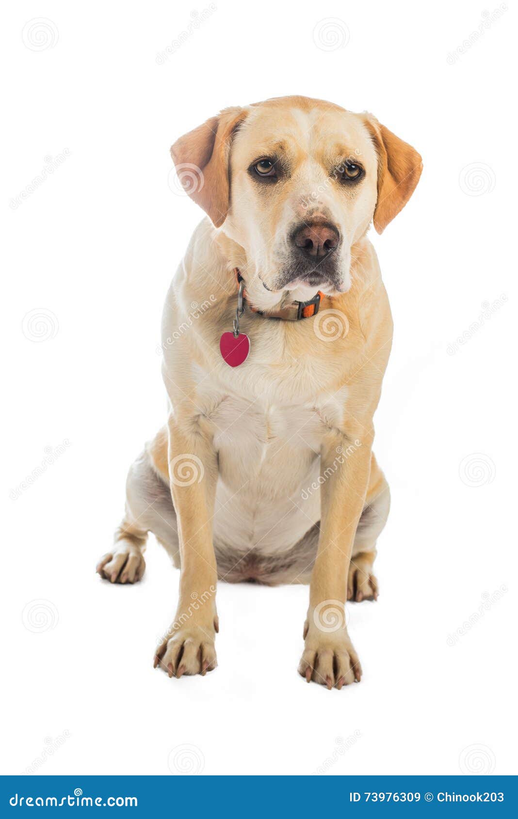Yellow and White Dog Isolated on White Stock Image Image of love