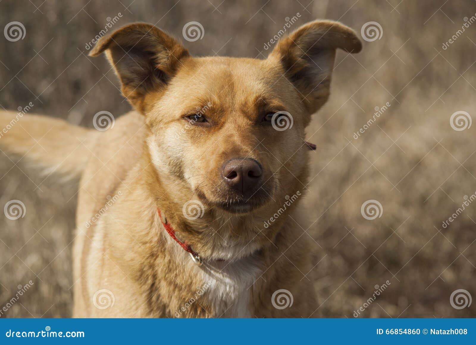 Yellow and White Dog with a Red Collar on the Grass Background Stock