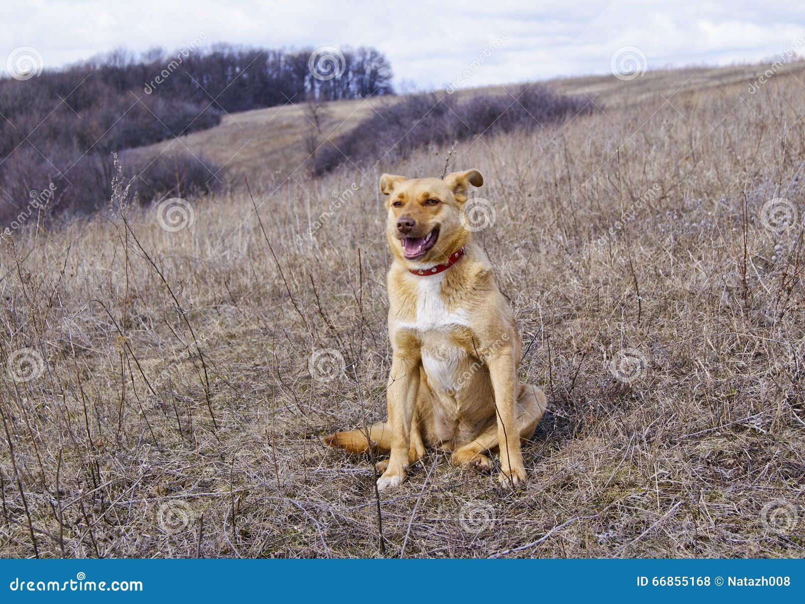 Yellow and White Dog with a Red Collar Sitting Stock Photo Image of