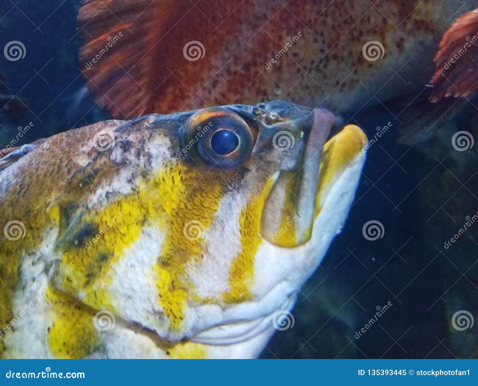 Yellow and White Fish with Large Eyes in Water Stock Image Image of