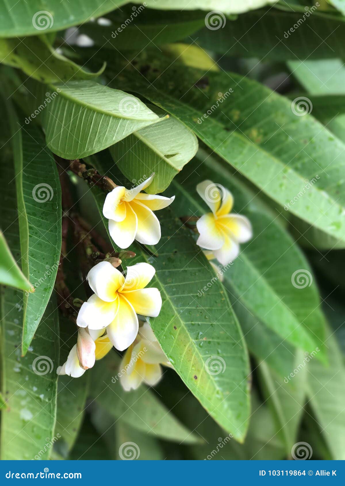Yellow white flower stock photo. Image of national, islandnfrom 103119864