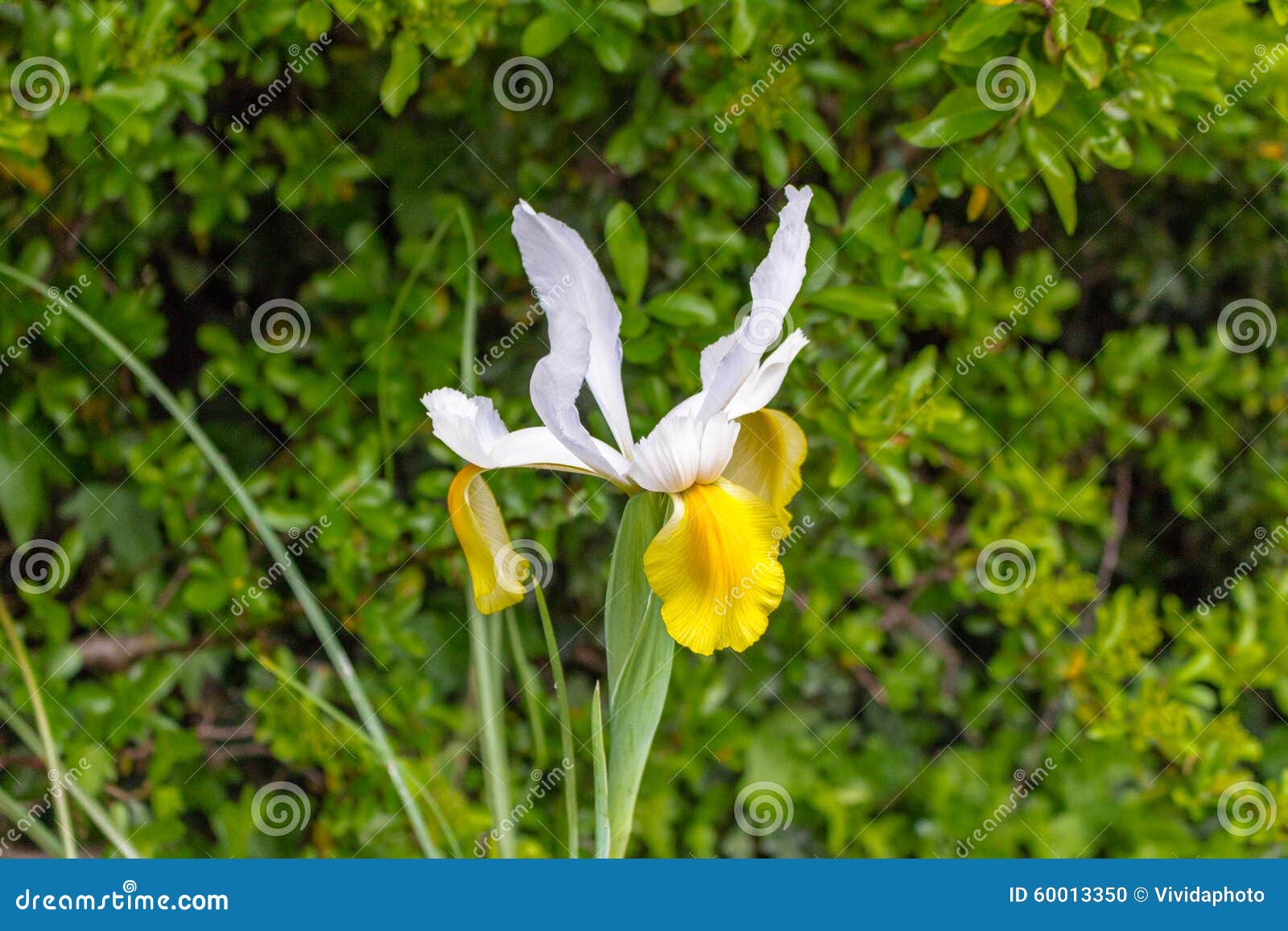 Yellow and white flower stock photo. Image of nature 60013350