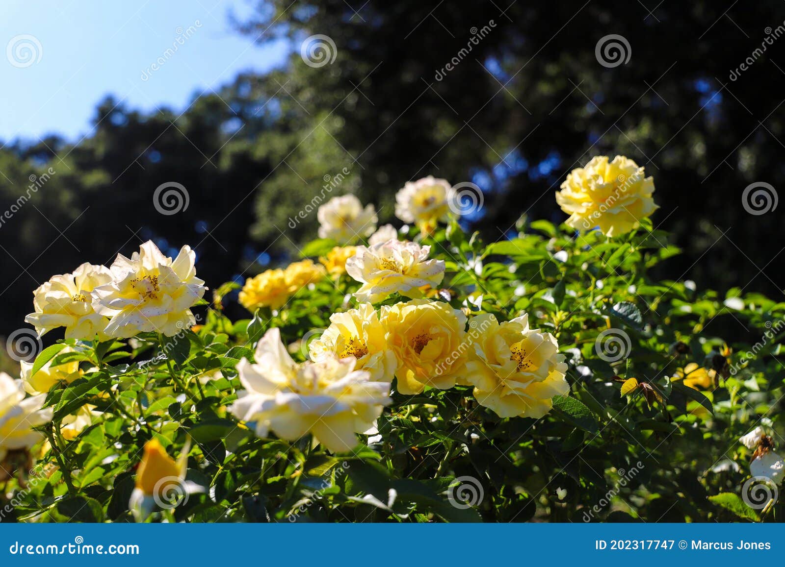 Yellow And White Flowers In The Garden At The Descanso Gardens Stock Image Image Of Yellow Gardens 202317747