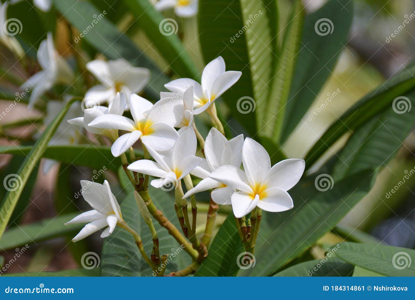Yellow and White Flowers of Medlar, on the Tree Stock Image Image of