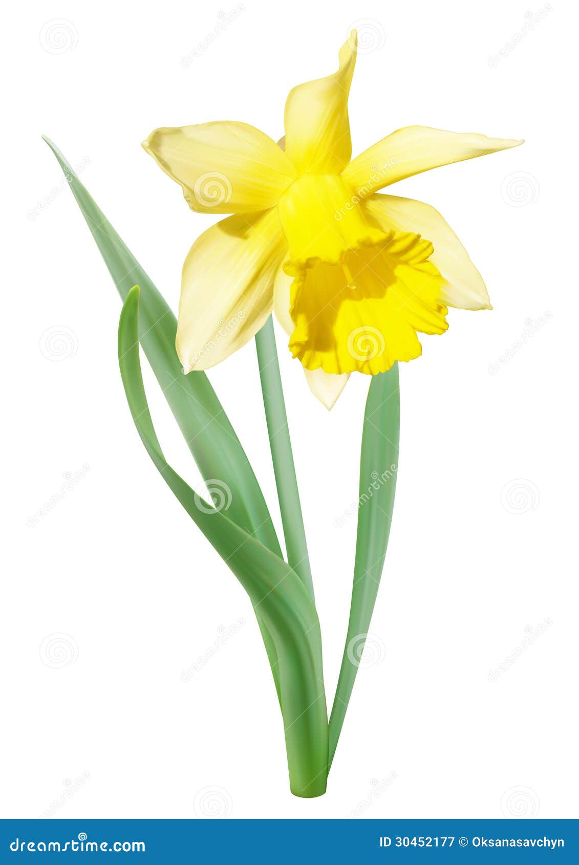 Yellow-white Narcissus Flower Stock Vector - Illustration of vector ...