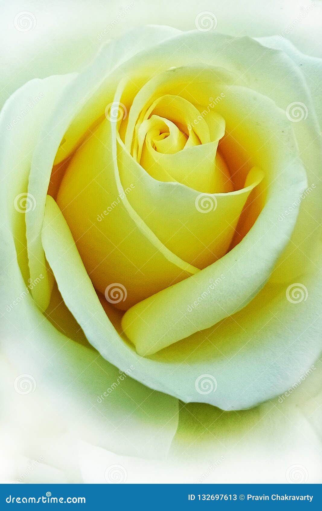 Yellow white rose stock image. Image of stem, bright 132697613