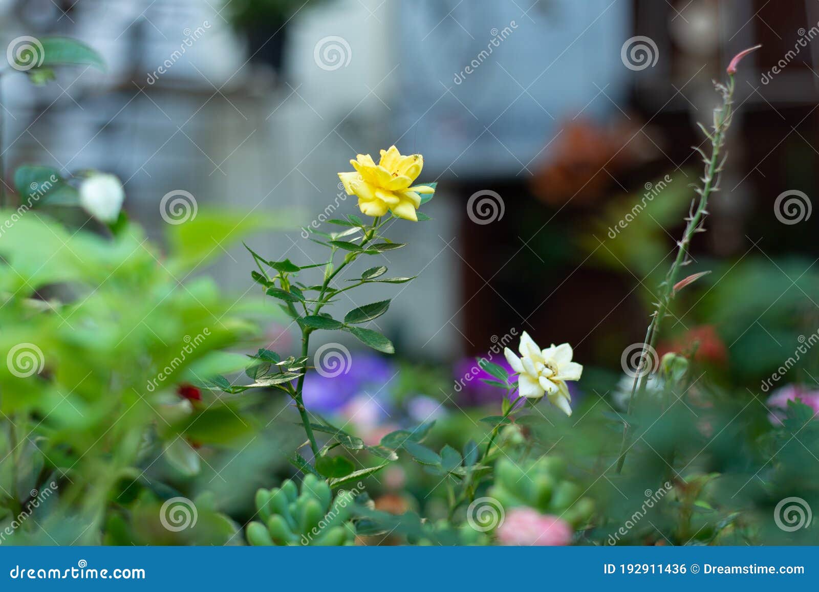 yellow and white roses