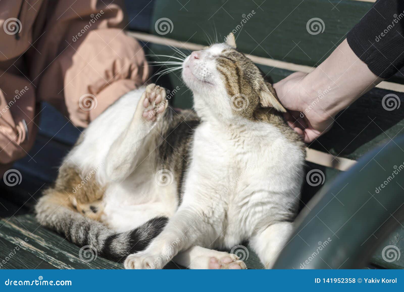 A Yellowwhite Stray Cat Sits On A Bench And An Elderly Woman And A