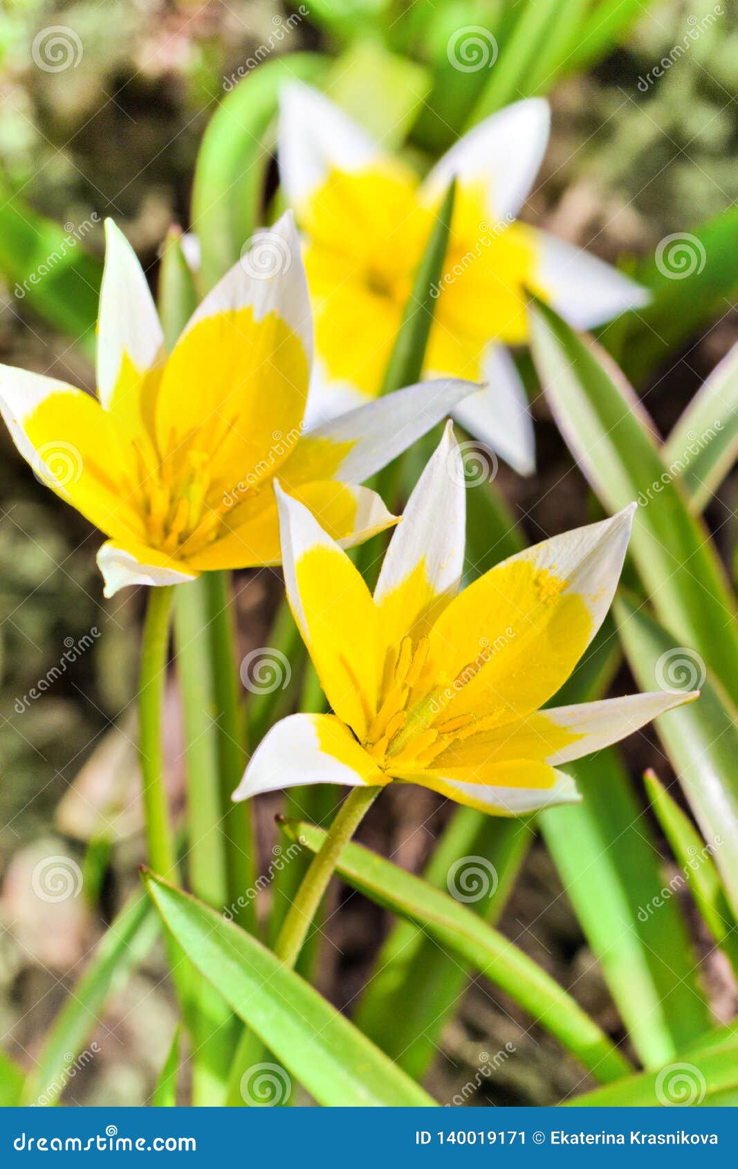 Yellow And White Tulip Blossoming In Garden On Natural Background Tulip Tarda Late Tulip Stock Image Image Of Macro Bulb 140019171