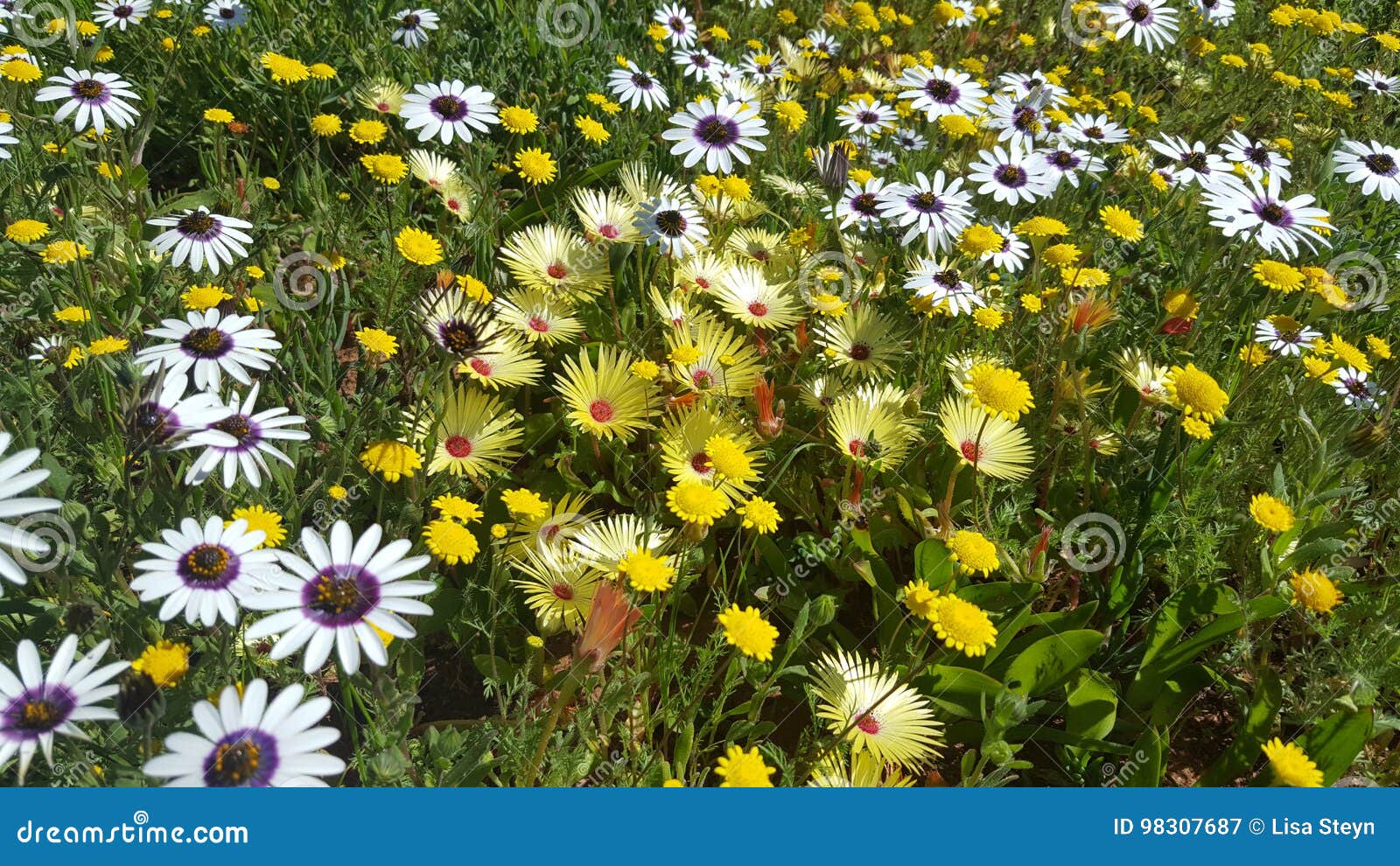 Yellow and White Wildflowers Stock Image Image of summer, coast 98307687
