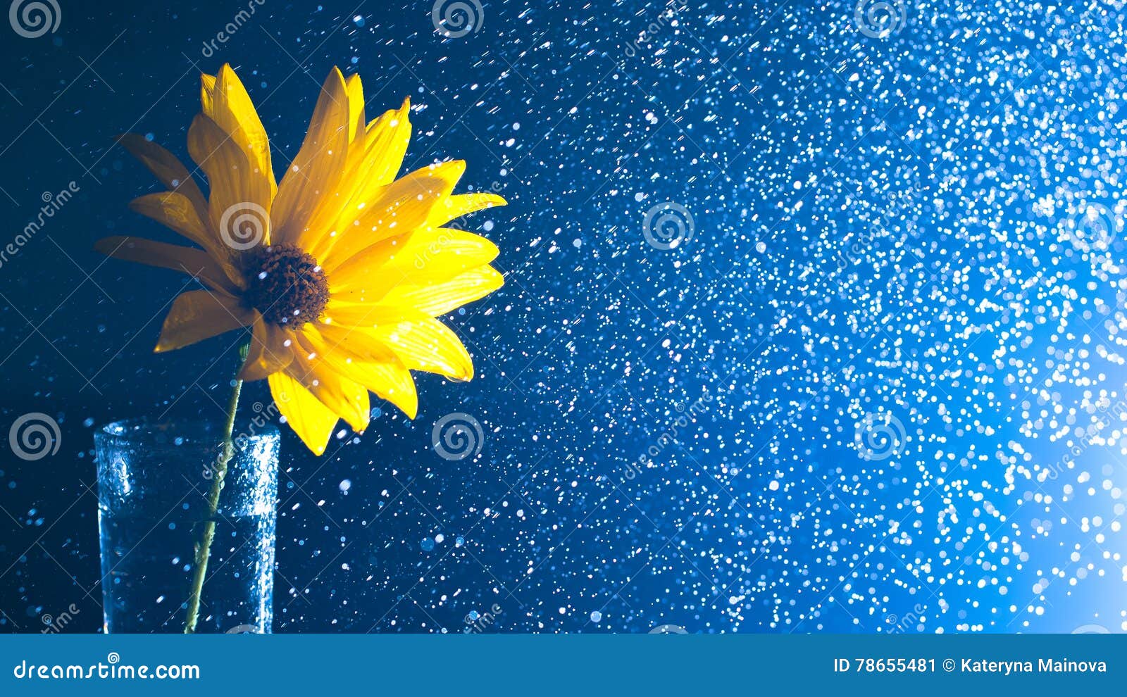 yellow wild flower in a glass vase with water spray contre on a dark background.