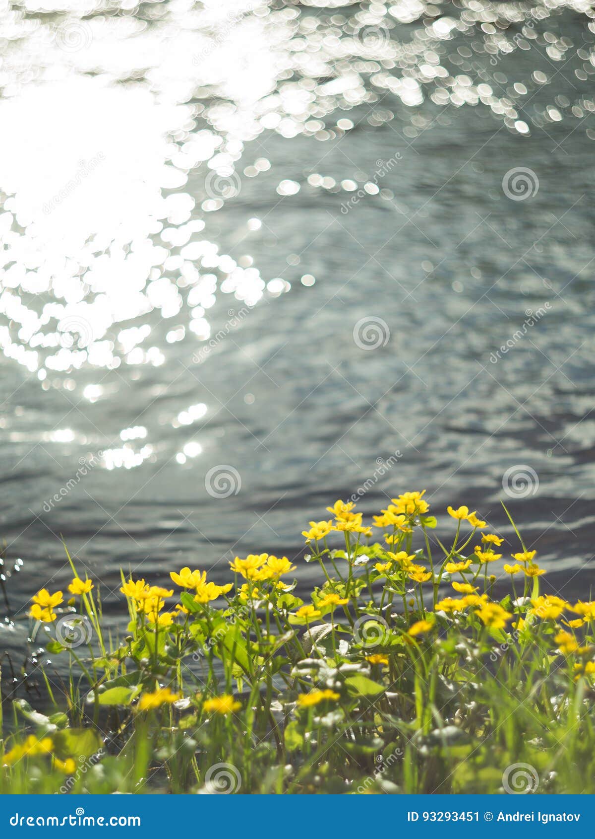 Yellow Wild Flowers by the River with Sun Rays. Stock Image Image of flower, material 93293451