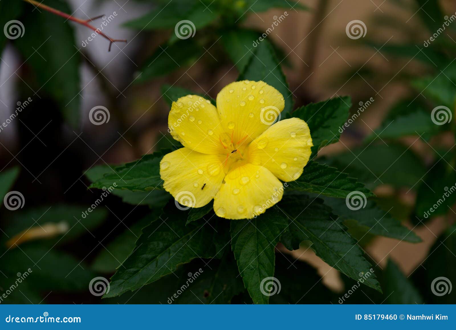 Yellow Wildflower at Philippines Stock Photo Image of wildflowers