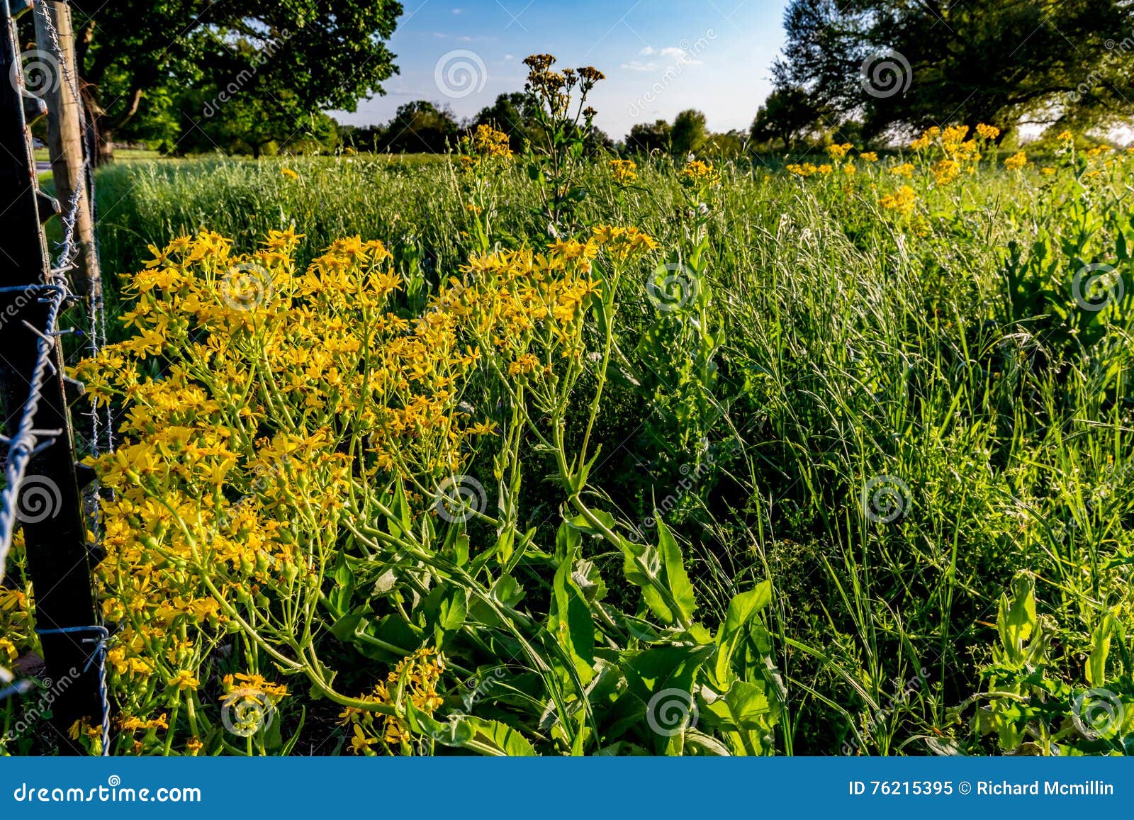 Yellow Wildflowers in Texas Stock Image - Image of beautiful, yellow