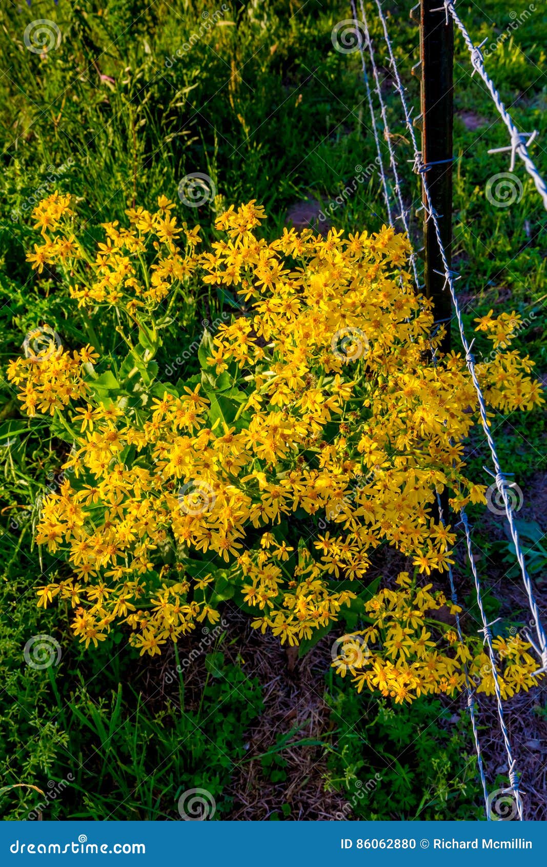 Yellow Wildflowers in Texas Stock Photo - Image of star, petals: 86062880