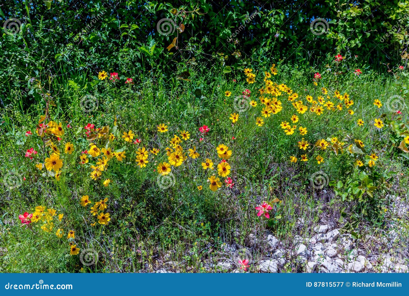Yellow Wildflowers in Texas Stock Image - Image of tranquility