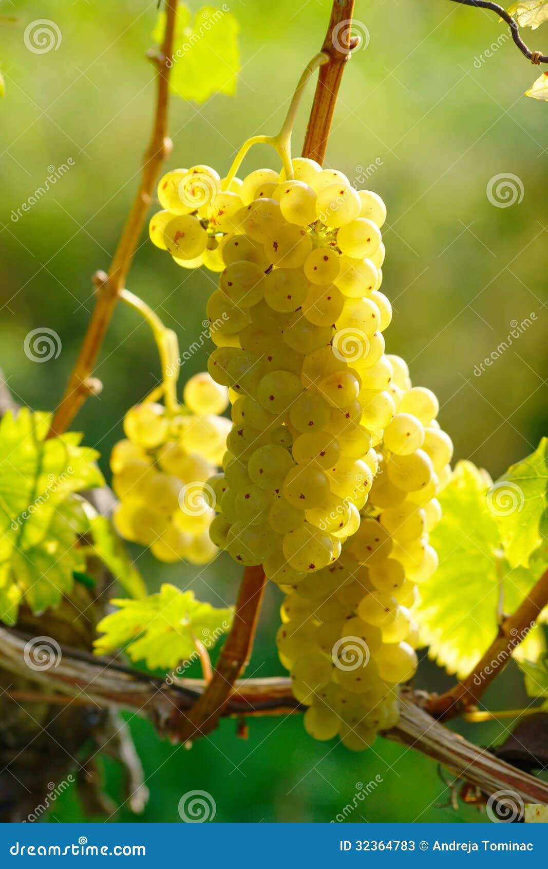 yellow wine grape