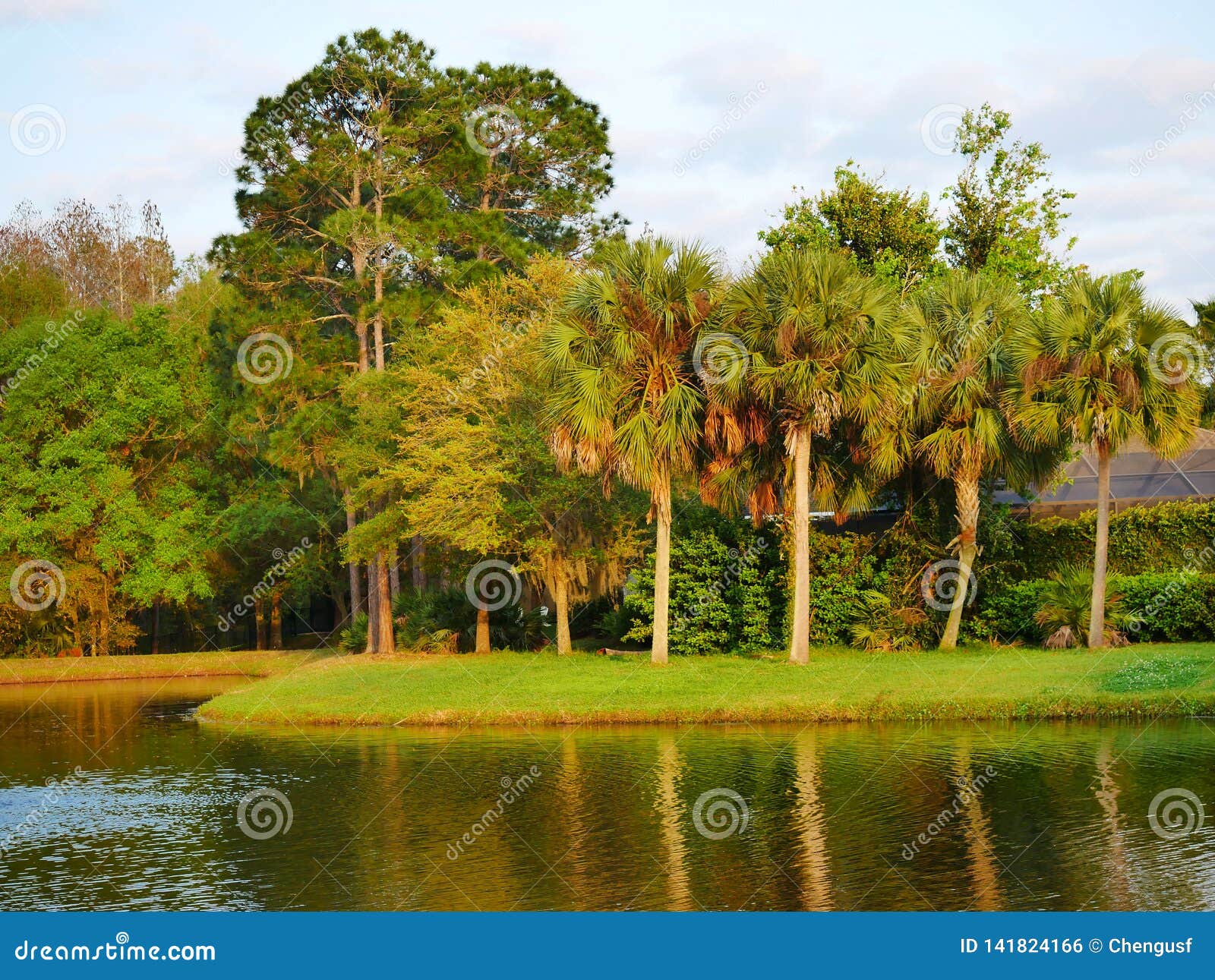 Winter tree in Florida stock photo. Image of move, dynamic 141824166