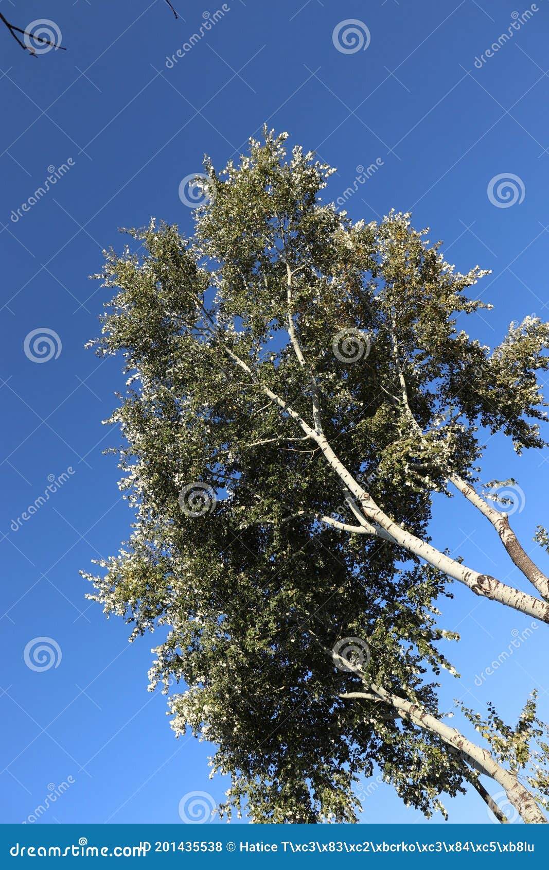 yellow withered leaves and trees in the autumn season, landscape and background