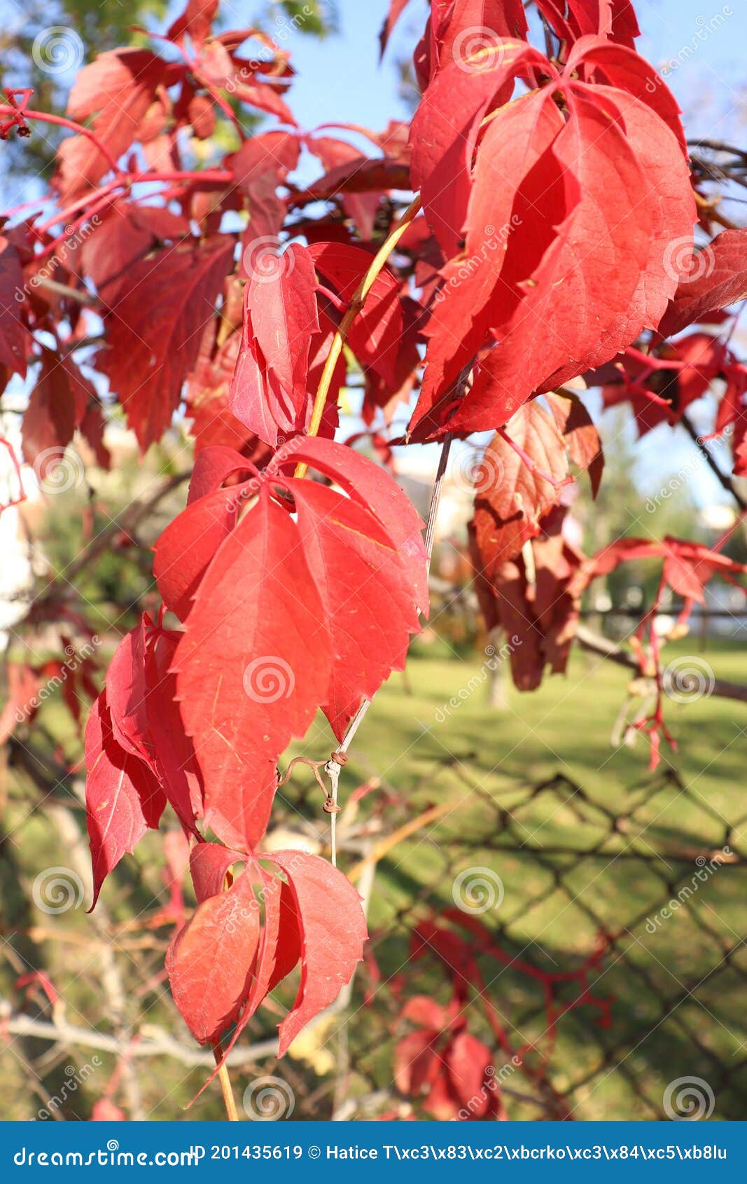 yellow withered leaves and trees in the autumn season, landscape and background