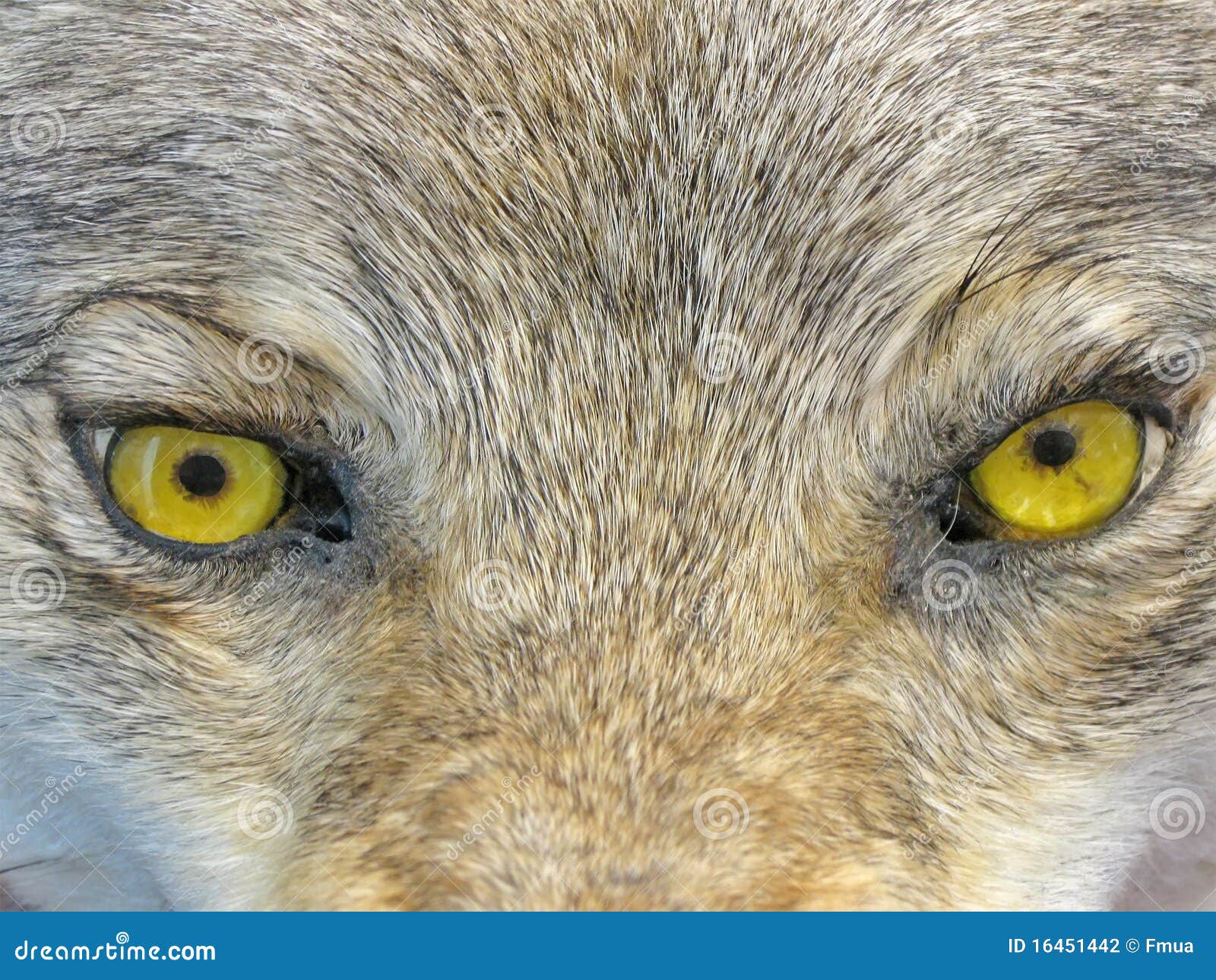Yellow Wolf Eyes, Wild Animal Nature, Stock Photography Image 16451442