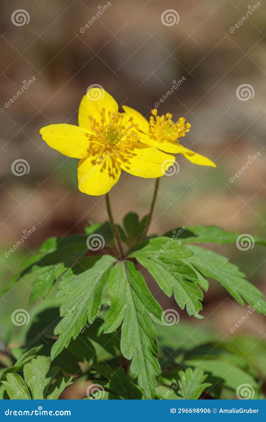 Yellow Wood Anemone (Anemonoides Ranunculoides). Stock Photo Image of