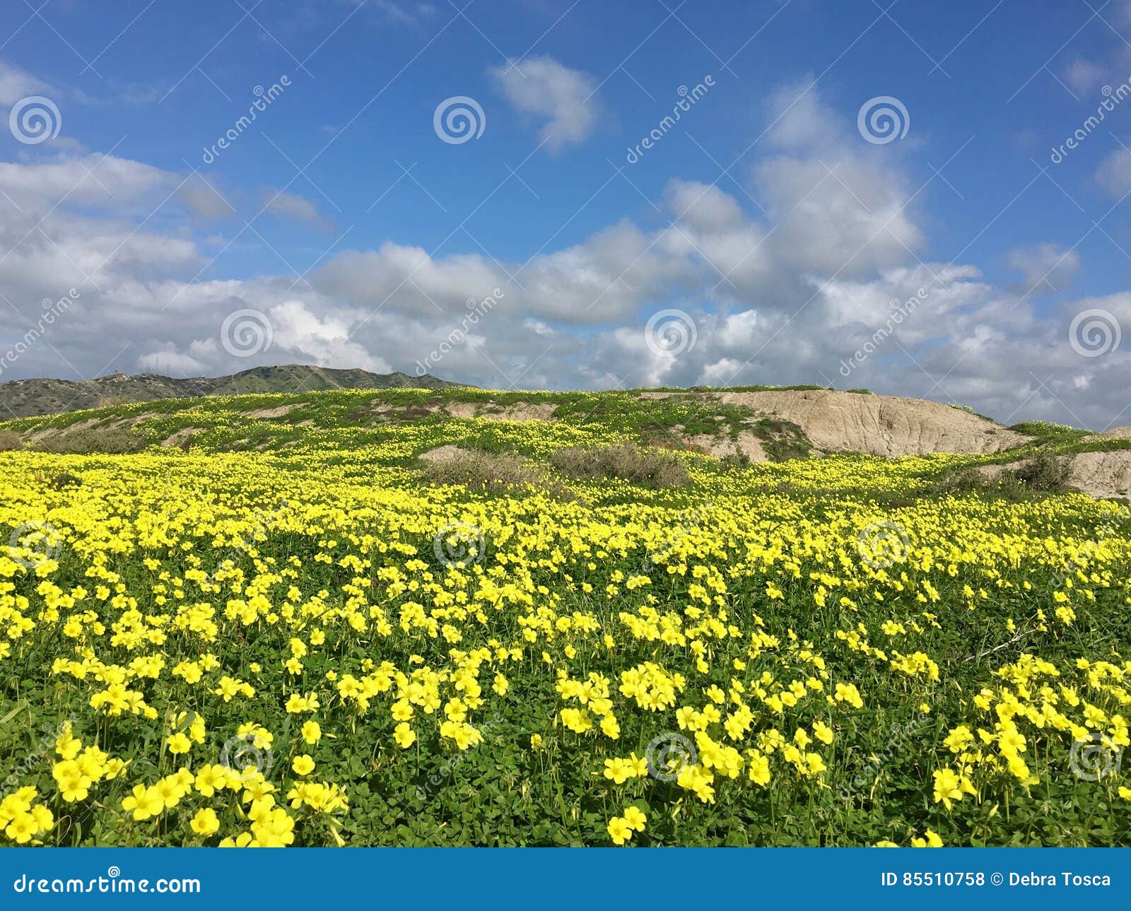 Yellow Wood Sorrel Field Stock Photo Image Of Clouds