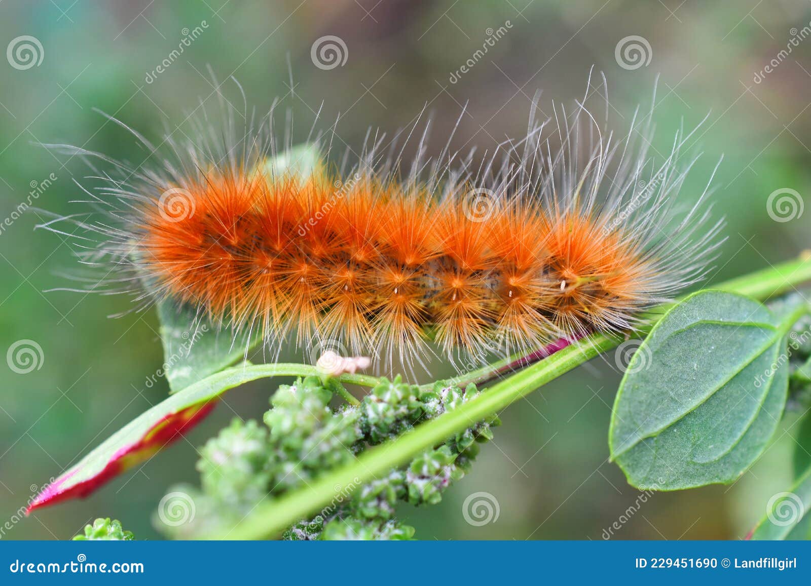 Yellow Wooly Worm Caterpillar On Concrete Brick And Wood RoyaltyFree