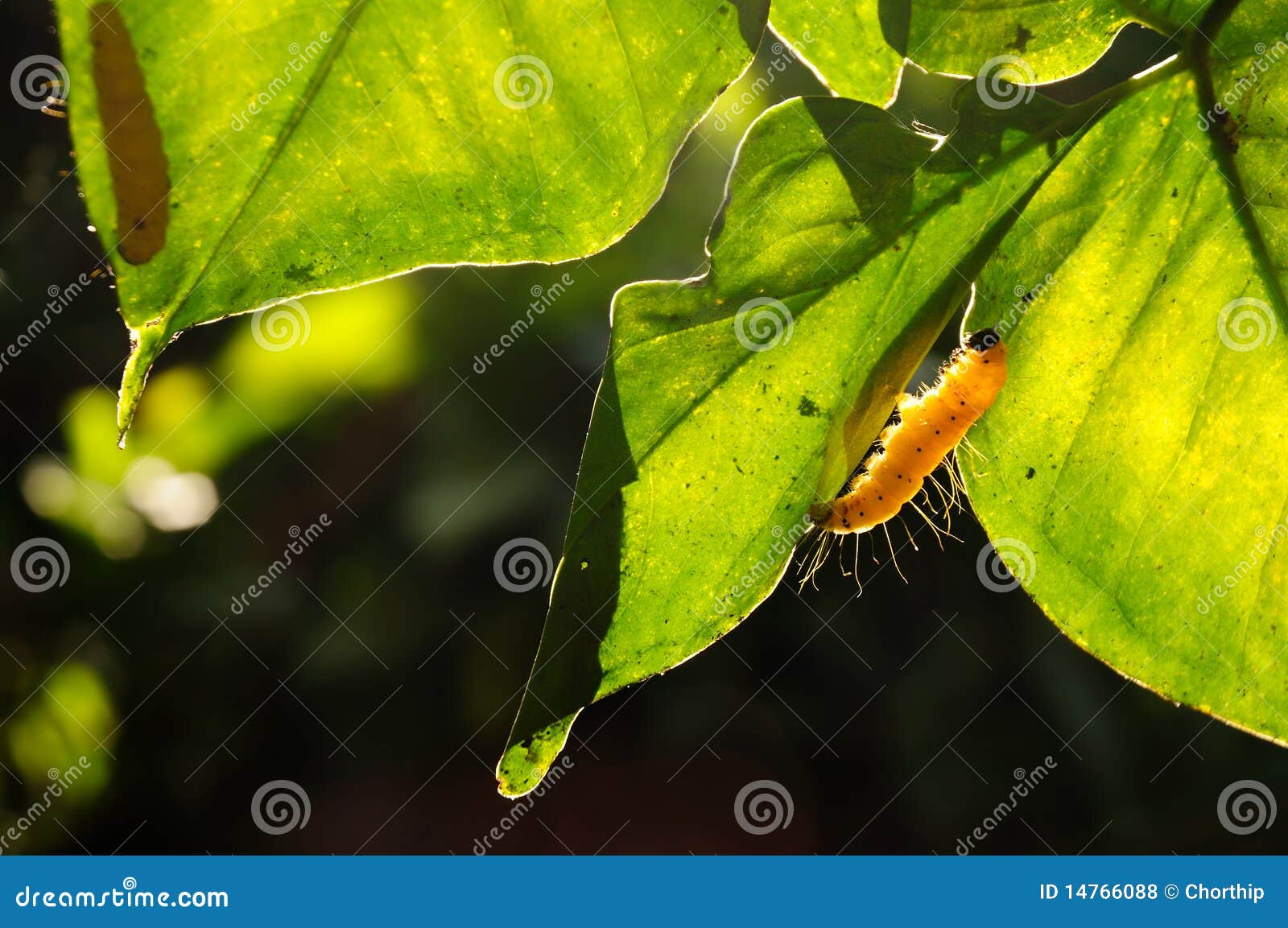 Yellow worm stock photo. Image of life, chrysalid, nature 14766088