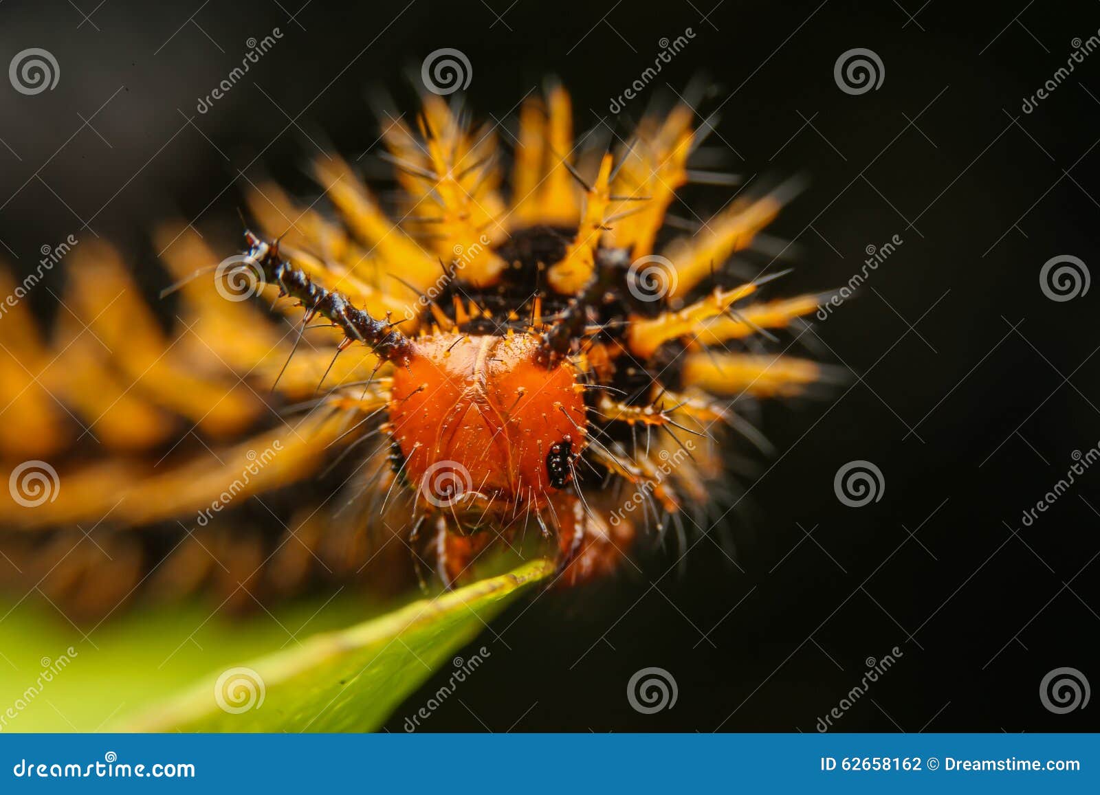 Yellow worm stock photo. Image of metamorphosis, nature 62658162