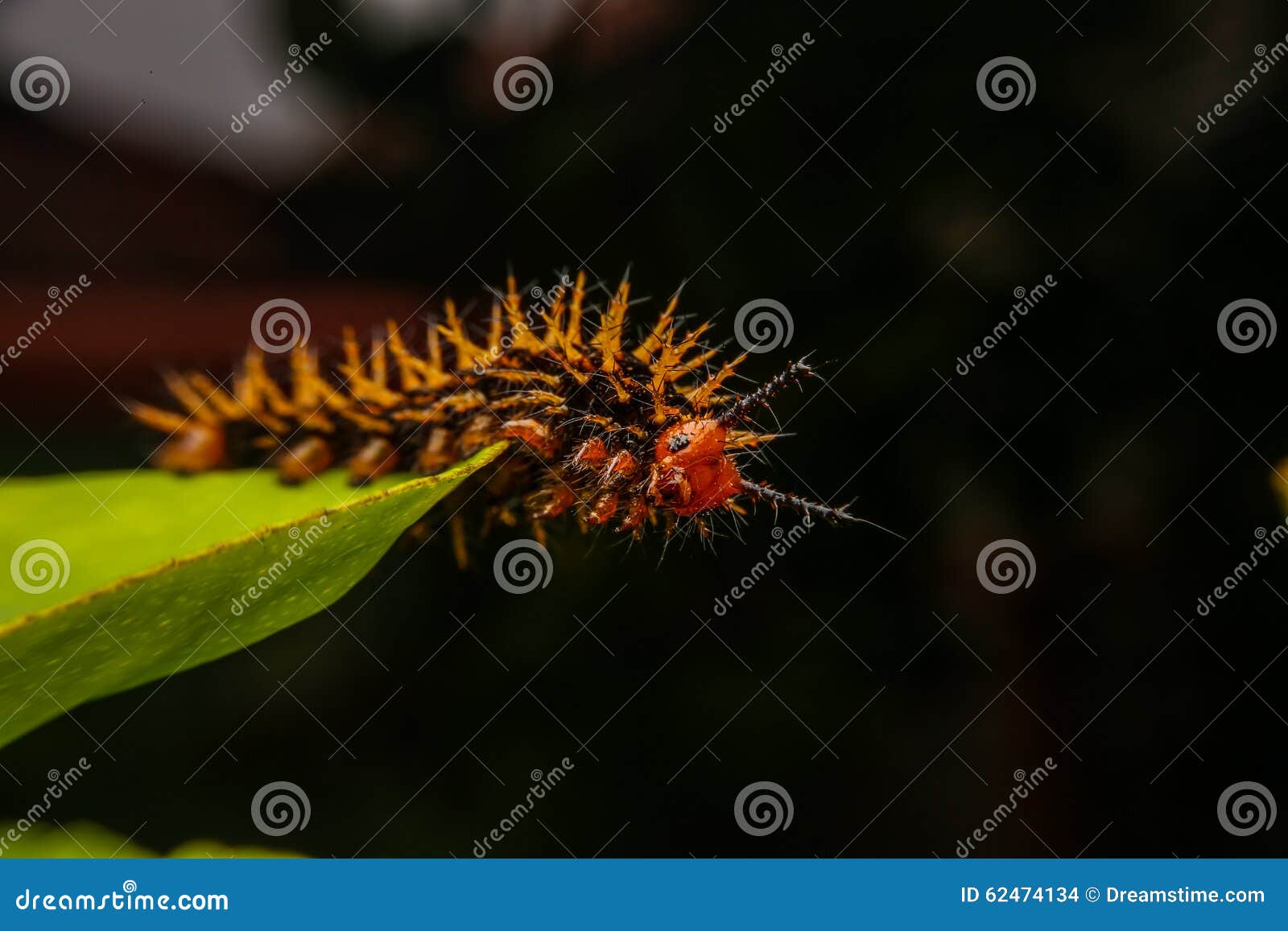 Yellow worm stock photo. Image of macro, color, lepidoptera 62474134