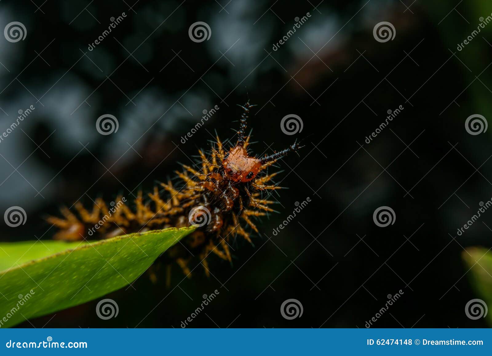 Yellow worm stock photo. Image of closeup, natural, beauty 62474148