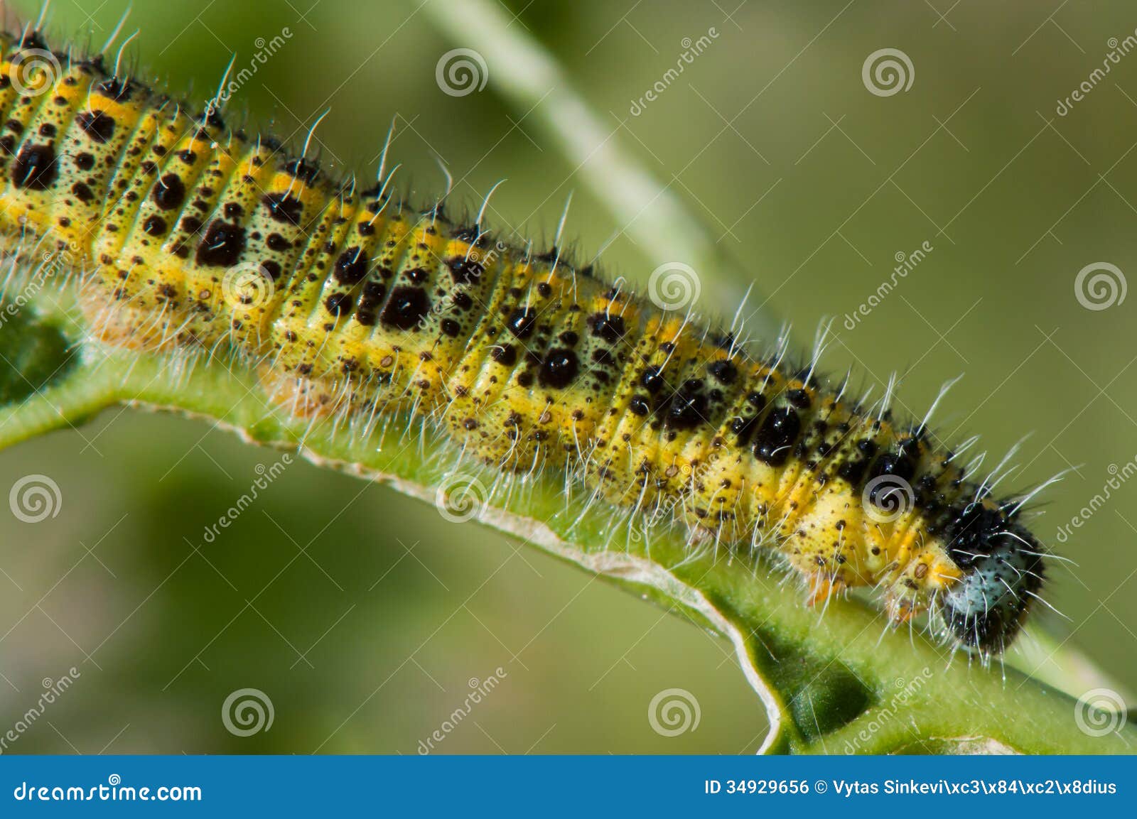 Yellow worm stock photo. Image of stem, worm, close, macro 34929656