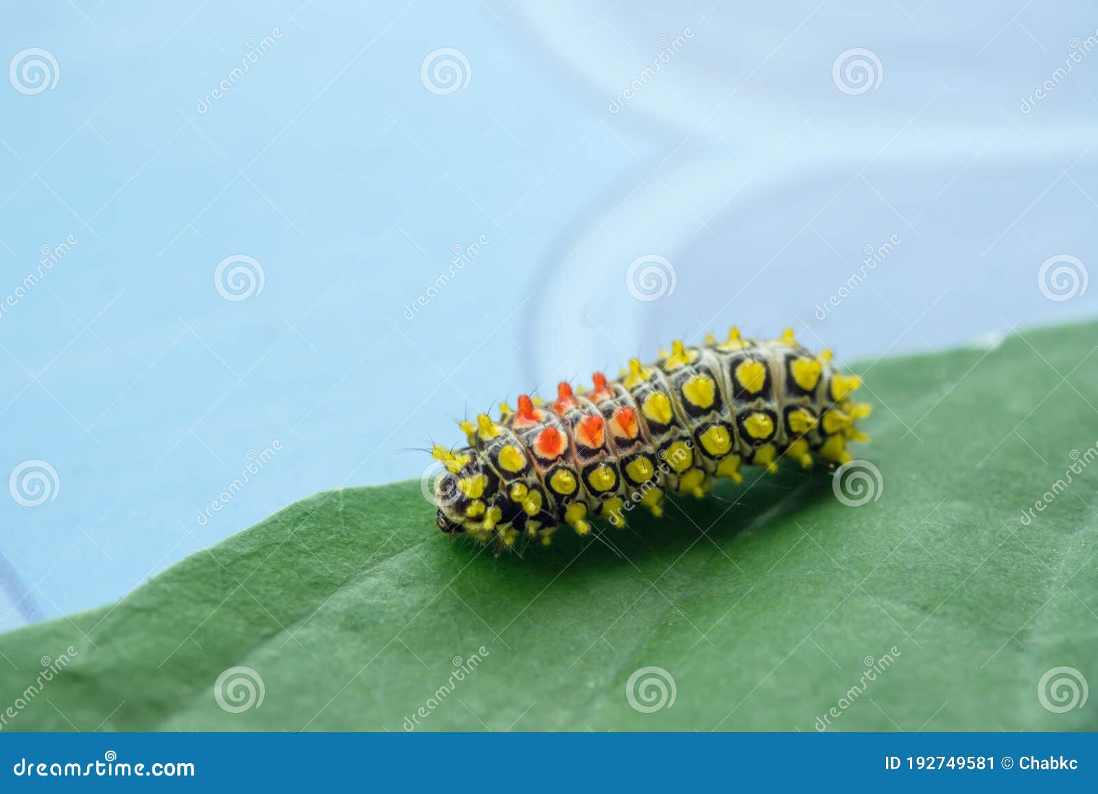 Yellow Worms with Beautiful Stock Image Image of biology, garden 192749581