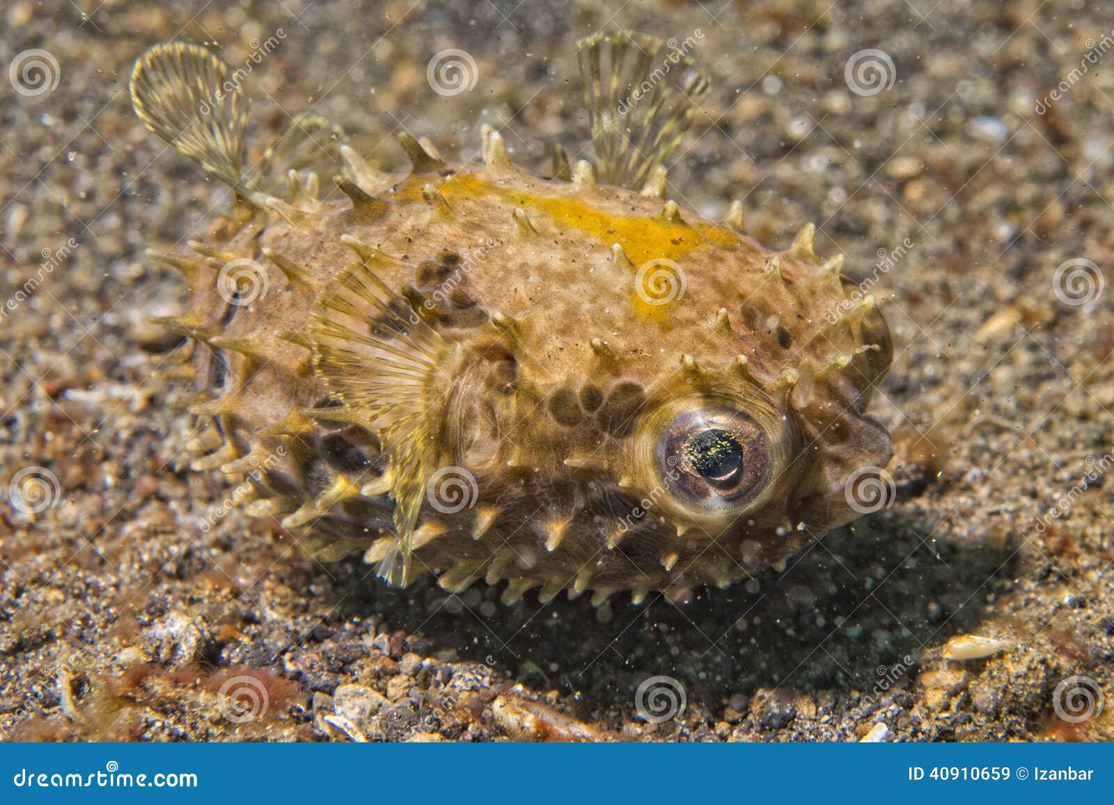 Yellow young puffer fish stock image. Image of species 40910659