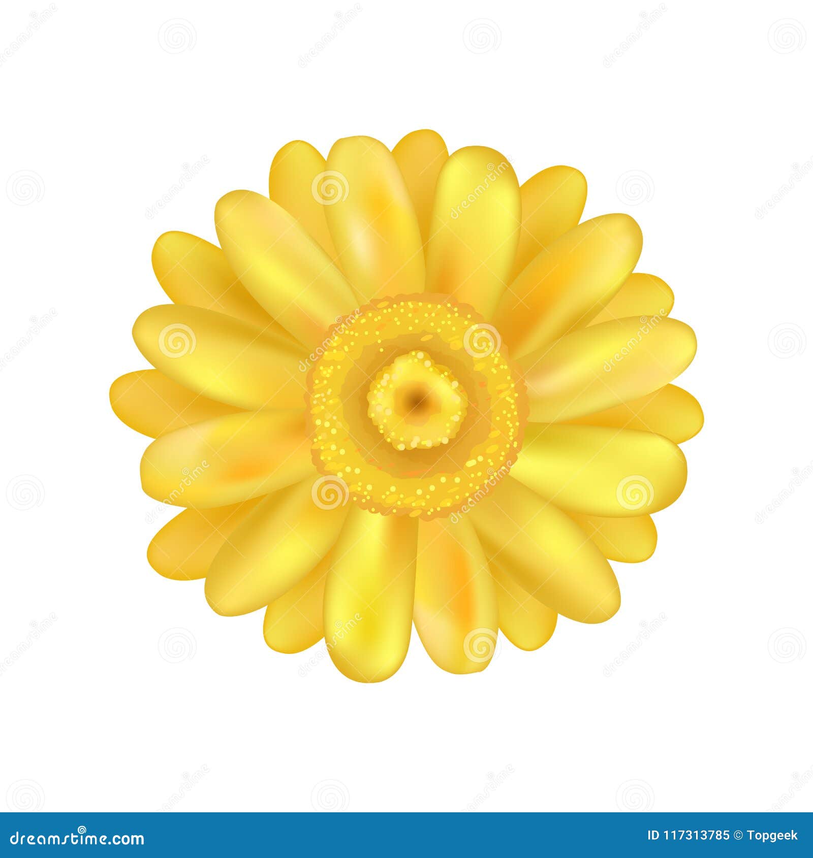 Download Yellow Zinnia Daisy Flower Vector Illustration Stock ...