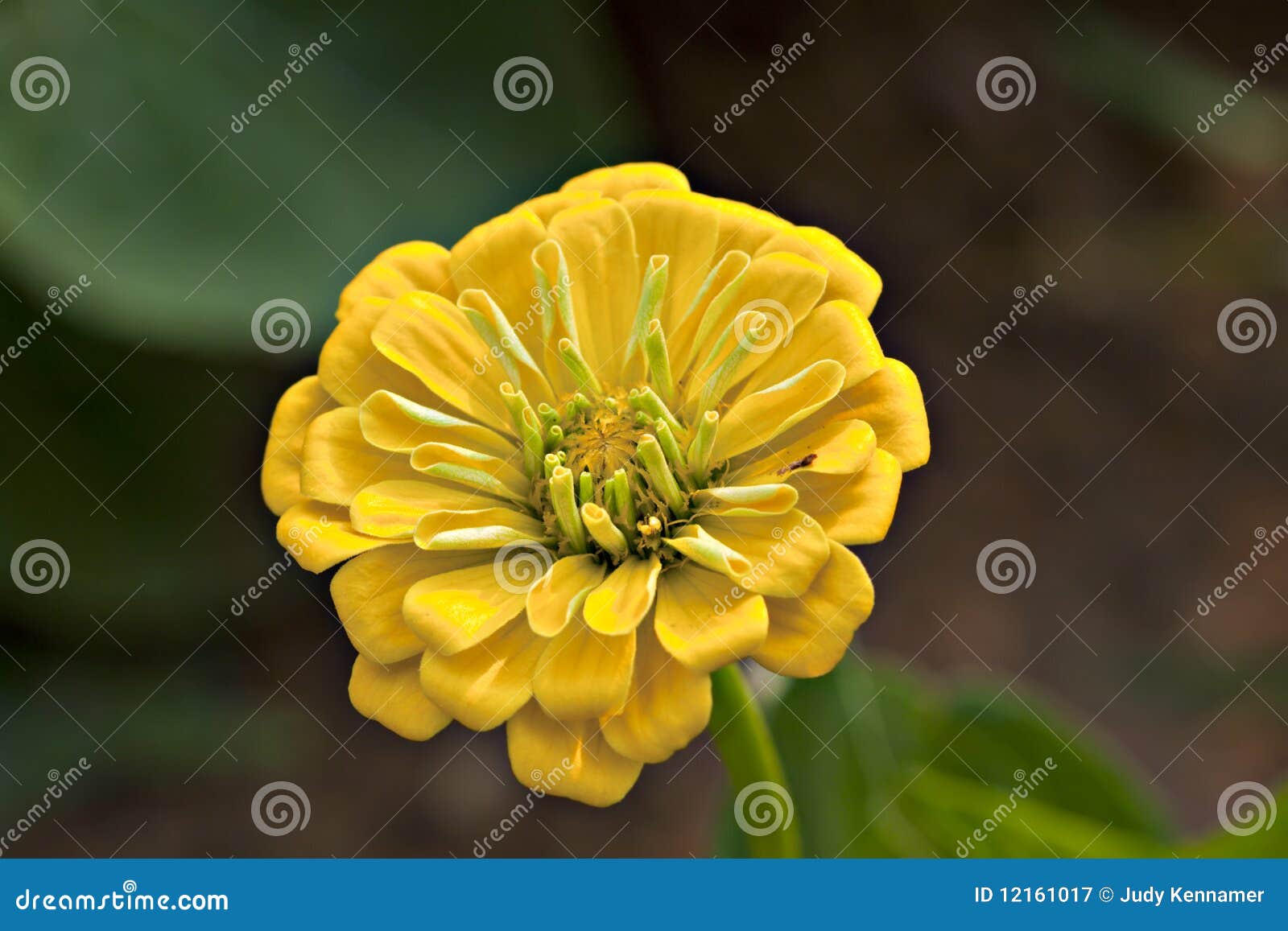 Yellow Zinnia flower stock image. Image of color, closeup 12161017