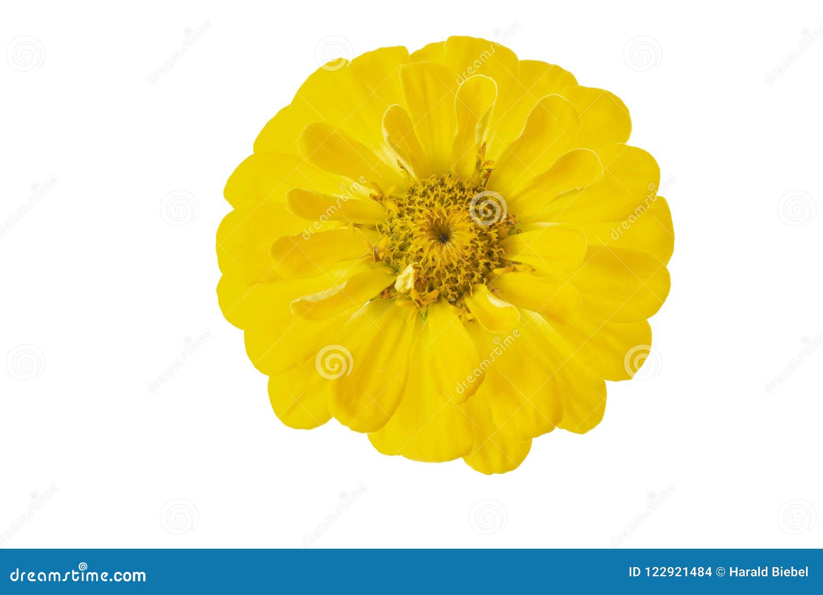 yellow zinnia zinnia violacea flower head