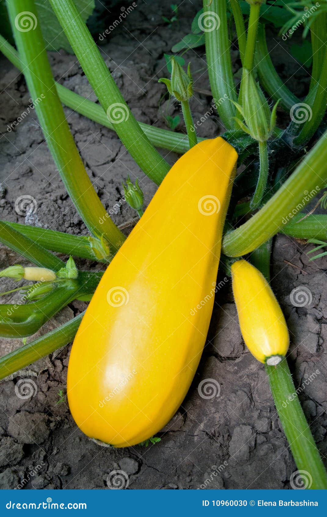 Yellow zucchini stock photo. Image of nature, delicious 10960030