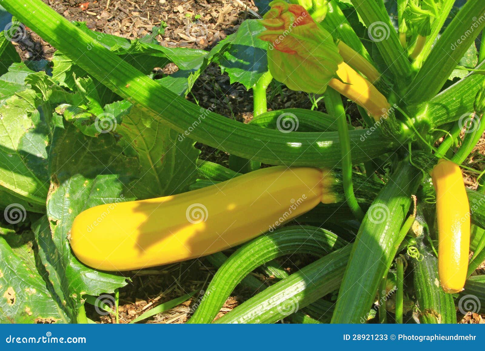 Yellow zucchini stock image. Image of leaf, courgette 28921233