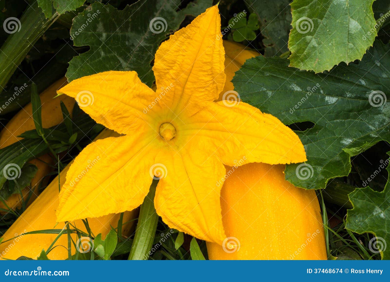 Yellow Zucchini Flower stock photo. Image of vegetarian 37468674