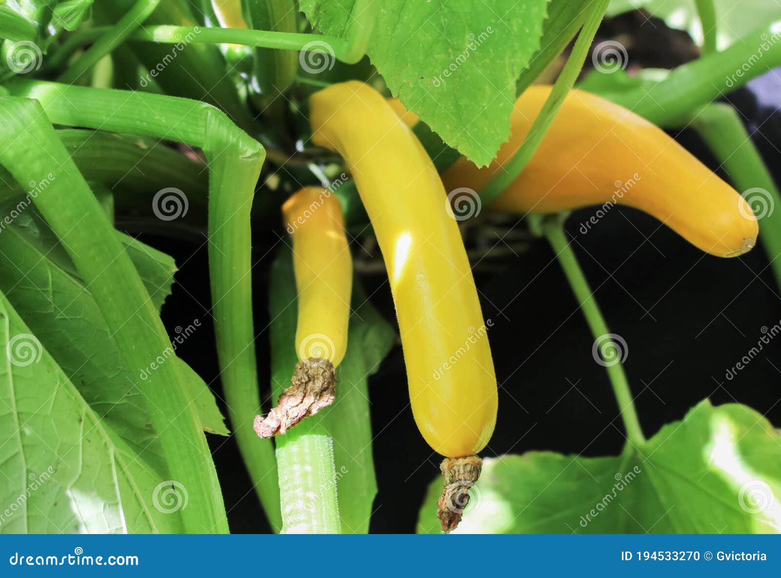 Yellow Zucchini Growing in a Container Stock Photo Image of potted