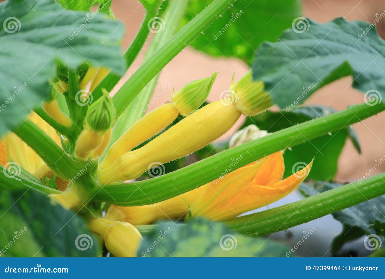 Yellow Zucchini stock photo. Image of plants, flowering 47399464