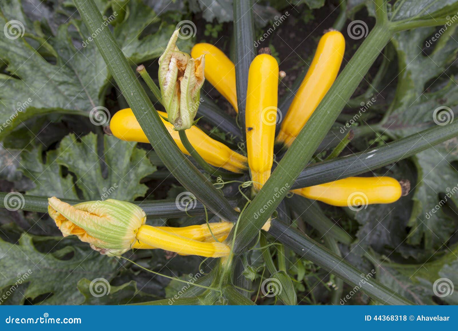 Yellow Zucchini on Plant in Garden Stock Photo Image of earthm, plant 44368318