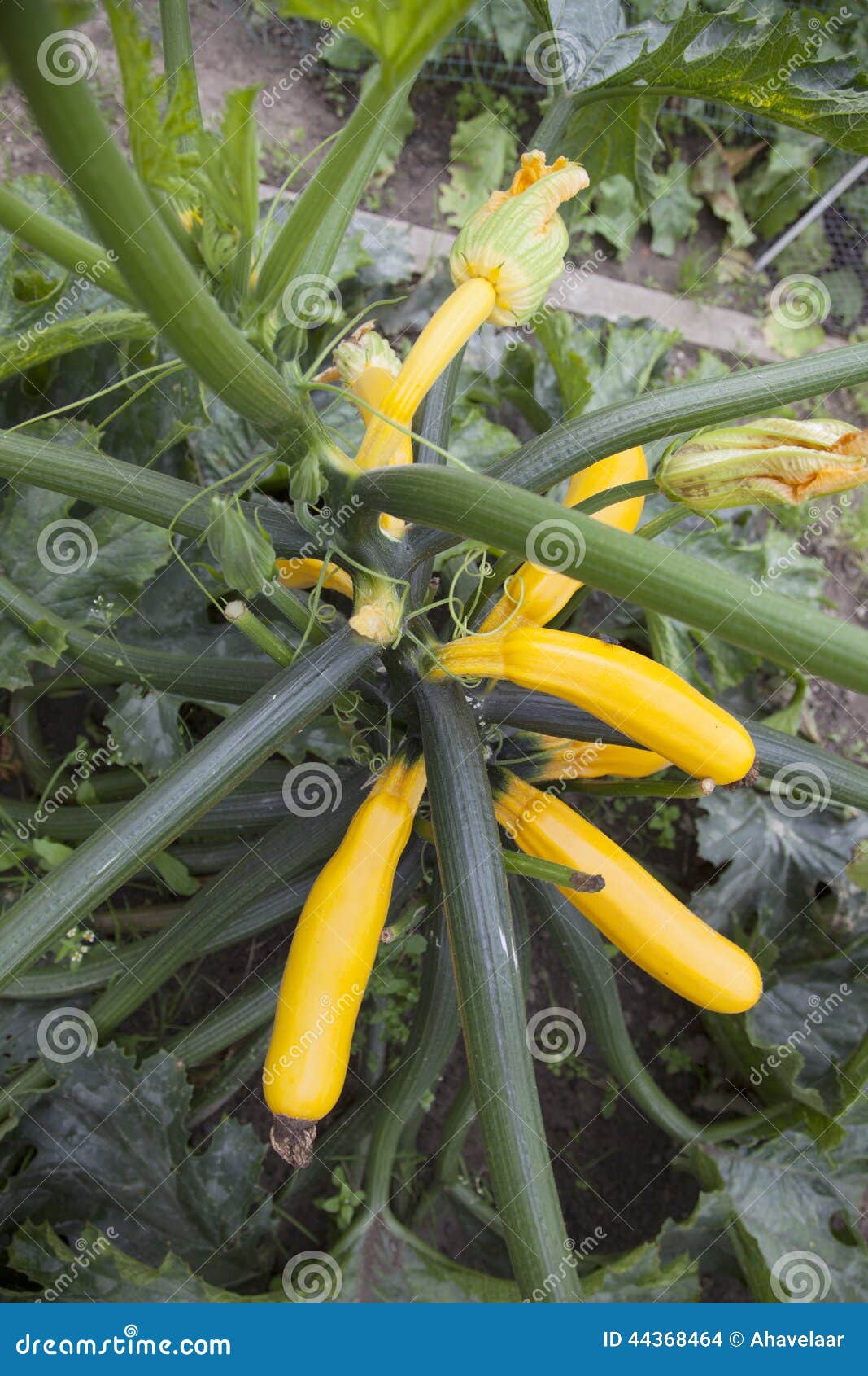 Yellow Zucchini on Plant in Garden Stock Photo Image of gardening