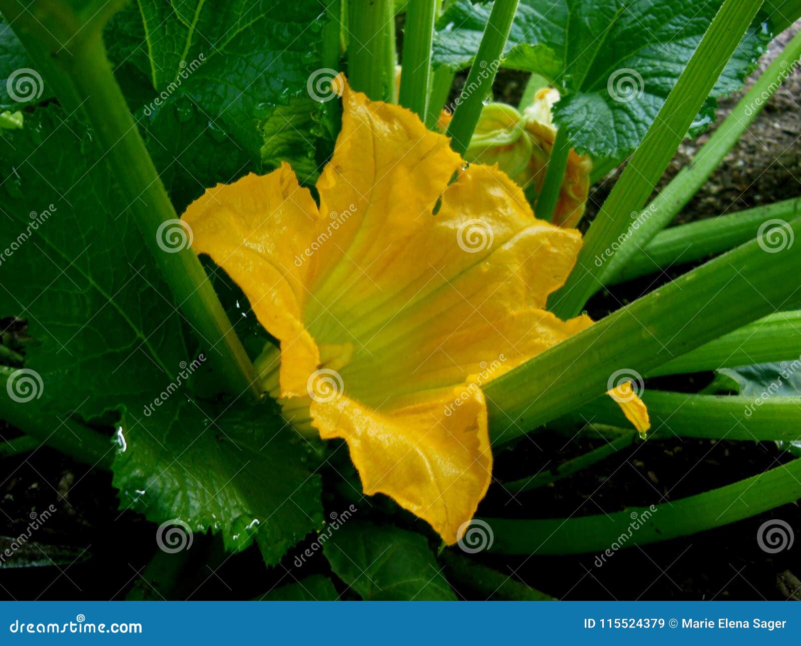 Yellow Zucchini Squash Bud stock image. Image of food 115524379