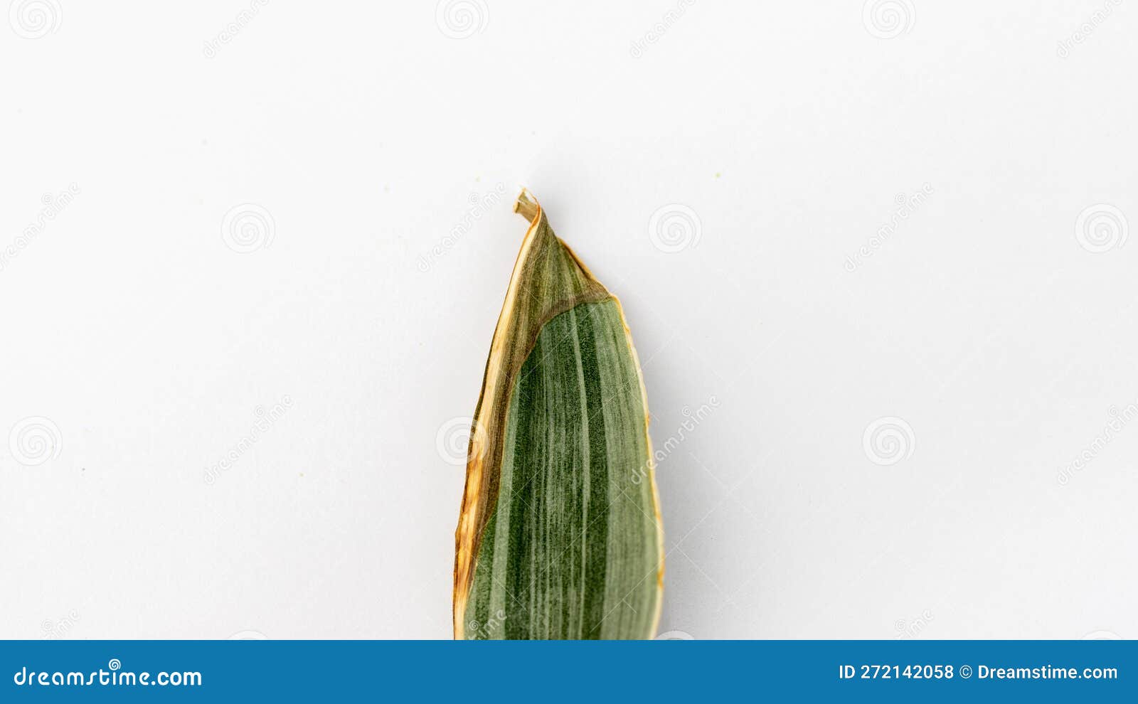 Yellowed Tip of a Snake Plant Leaf Closeup on White Isolated Background