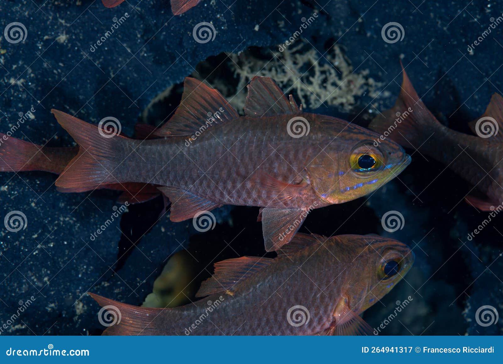 yelloweyed cardinalfish ostorhinchus monospilus