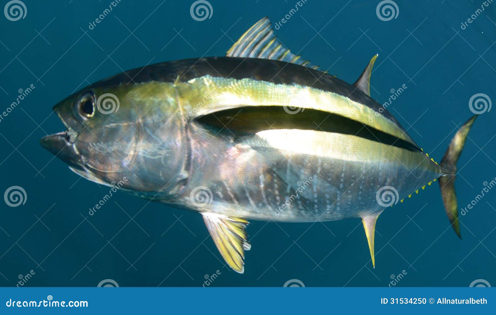 Yellowfin Tuna Fish Underwater in Ocean Stock Photo - Image of